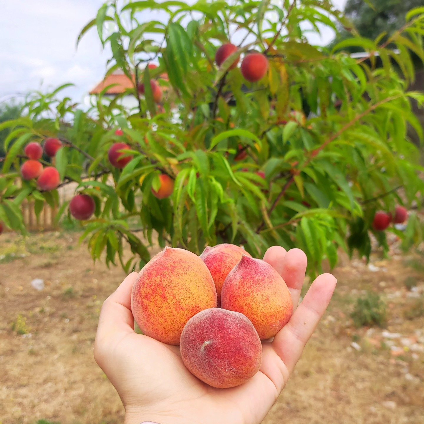 Pêssegos maduros na mão, debaixo do pessegueiro.
