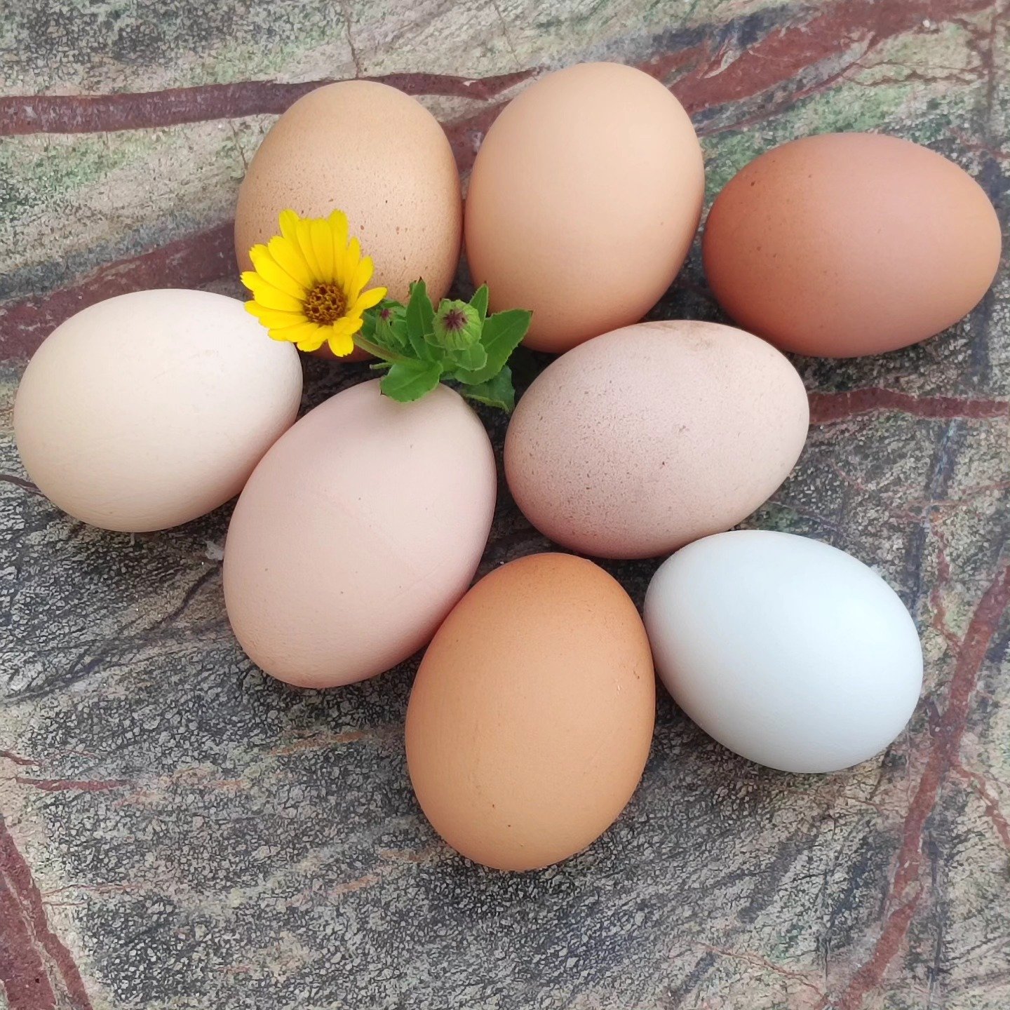 Ovos de várias cores dispostos em roda com uma flor amarela.