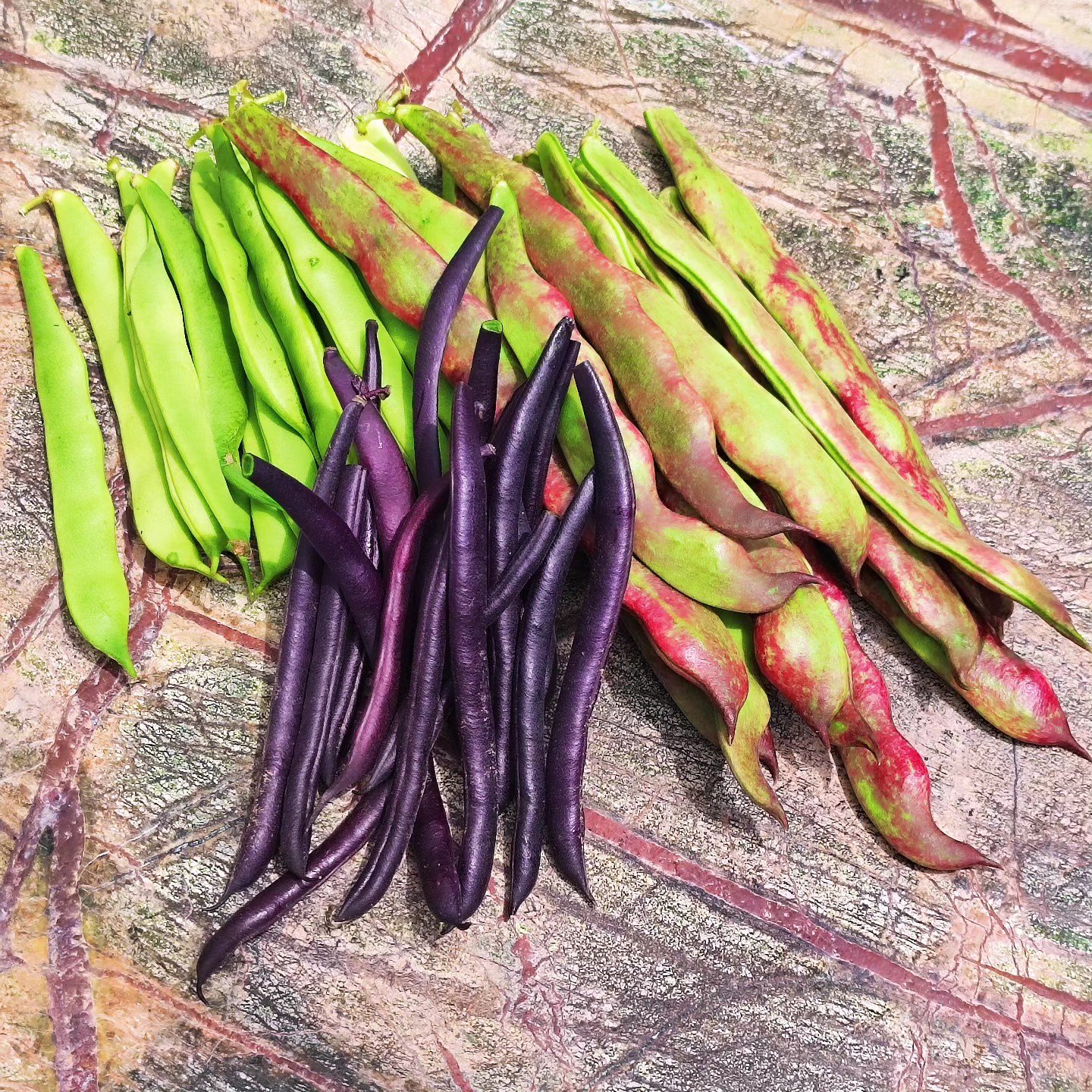 Três variedades de feijão verde: roxo, verde e manteiga.