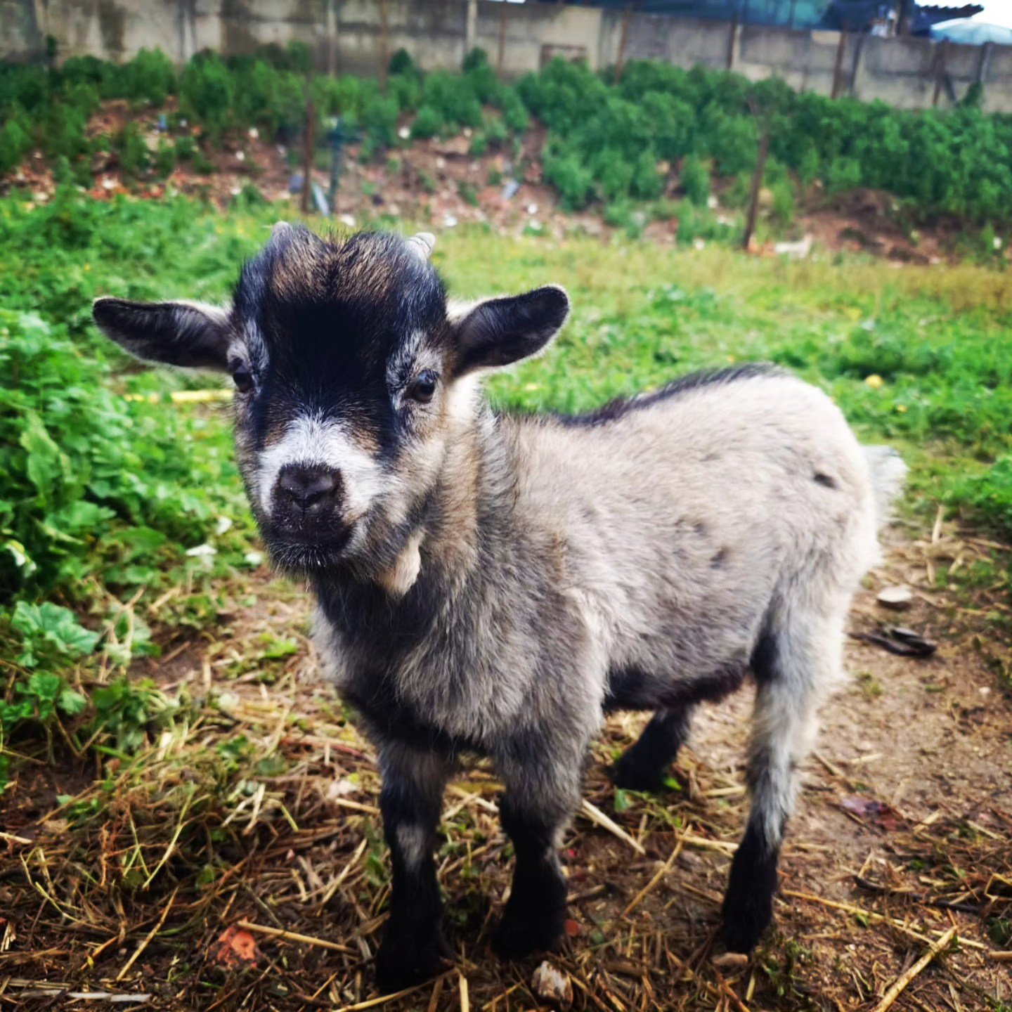 Cabra pequena no campo.